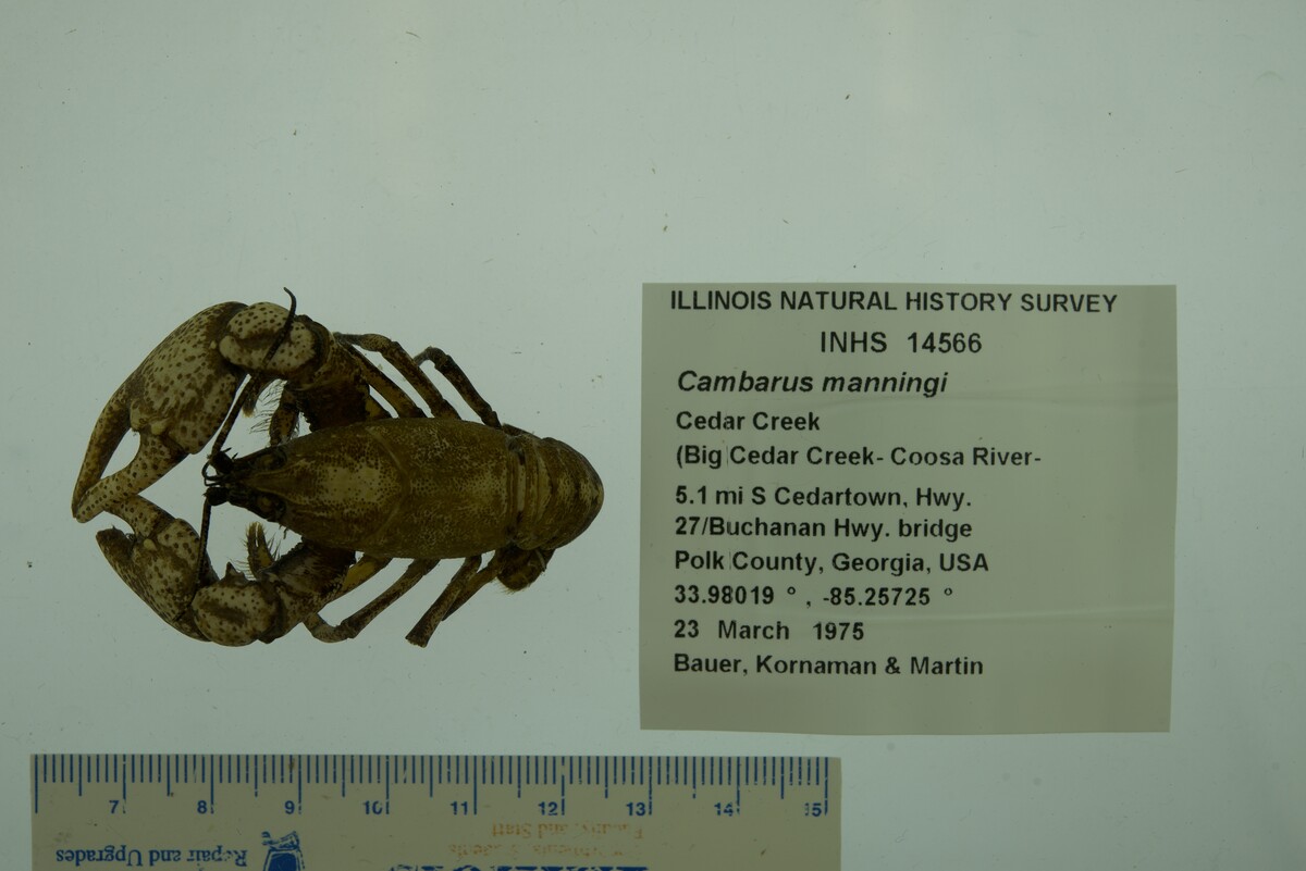 Cambarus manningi image